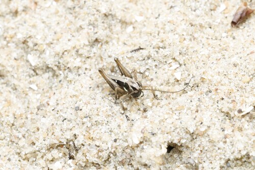 Grey Bush-cricket, Bloemendaal, Nederland, photo 10 of 10