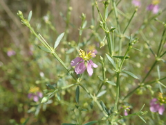 Zygophyllum indicum