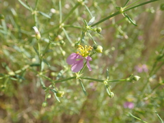 Zygophyllum indicum