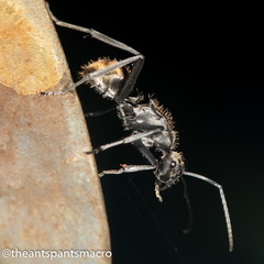 Polyrhachis brisbanensis