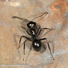 Polyrhachis pilosa