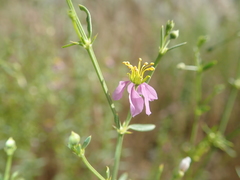 Zygophyllum indicum