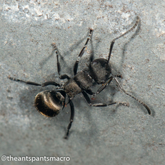 Polyrhachis mjobergi