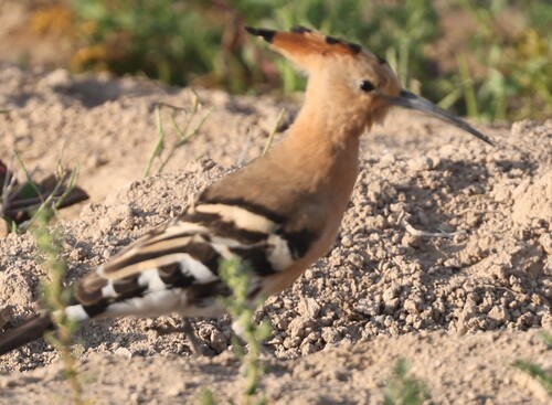 Common Hoopoe