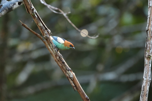 Black-backed Tanager (Stilpnia peruviana), photo 7