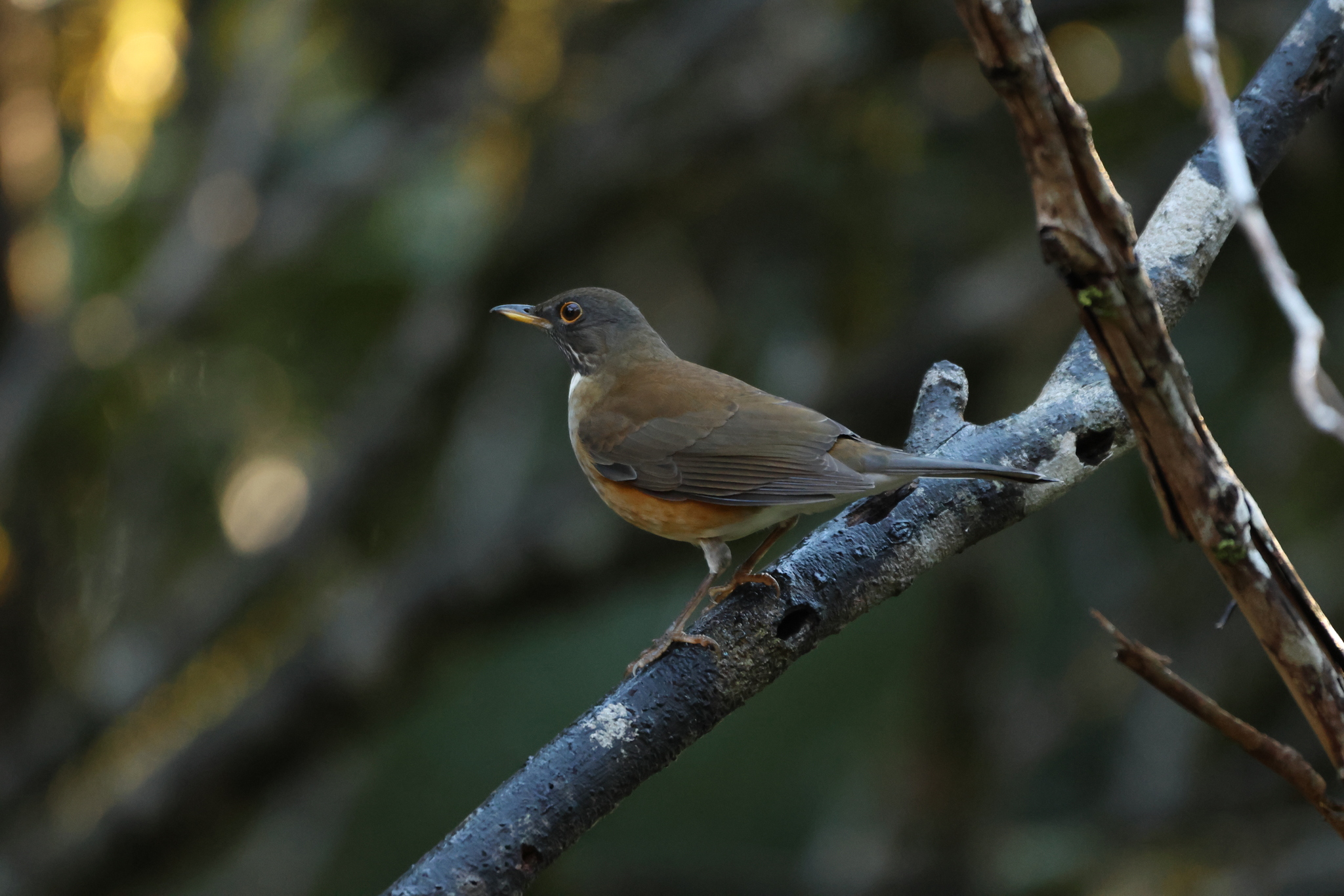 White-necked Thrush (Turdus albicollis), photo 10