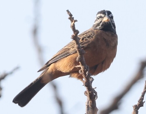 Cinnamon-breasted Bunting