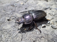 Dorcus