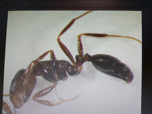 Monomorium areniphilumMonomorium areniphilum