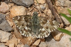 Muschampia lavatherae