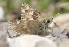 Muschampia lavatherae