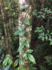 Tetrastigma hemsleyanum