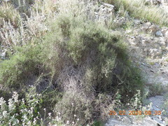 Haloxylon salicornicum