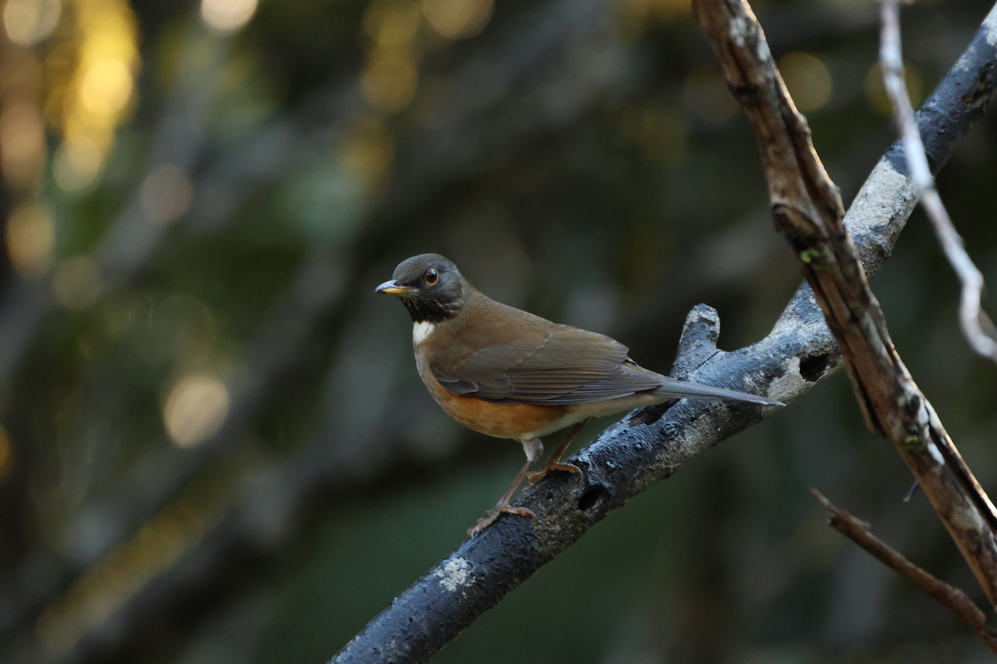 White-necked Thrush (Turdus albicollis), photo 9