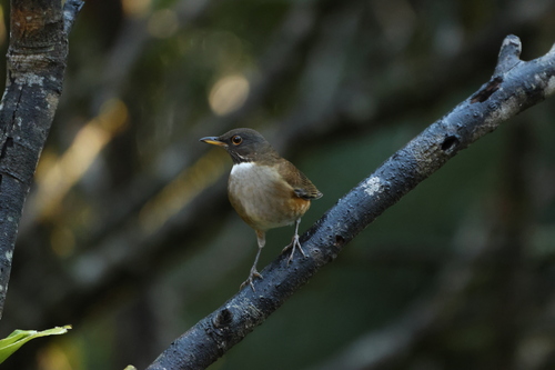 White-necked Thrush (Turdus albicollis), photo 10