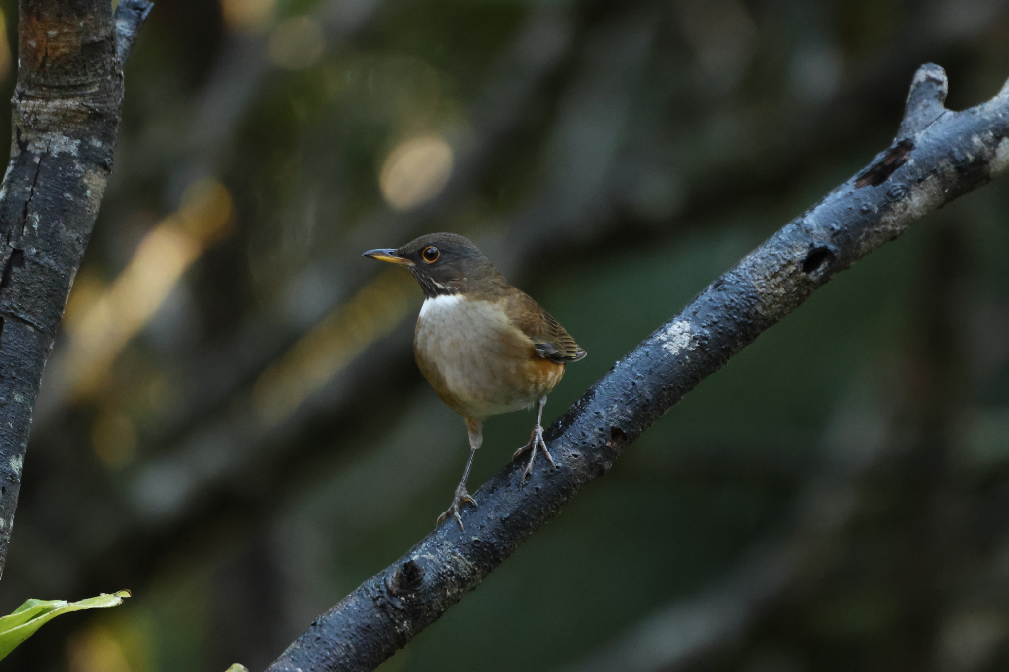 White-necked Thrush (Turdus albicollis), photo 8