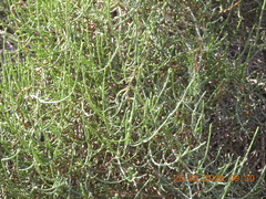 Haloxylon salicornicum