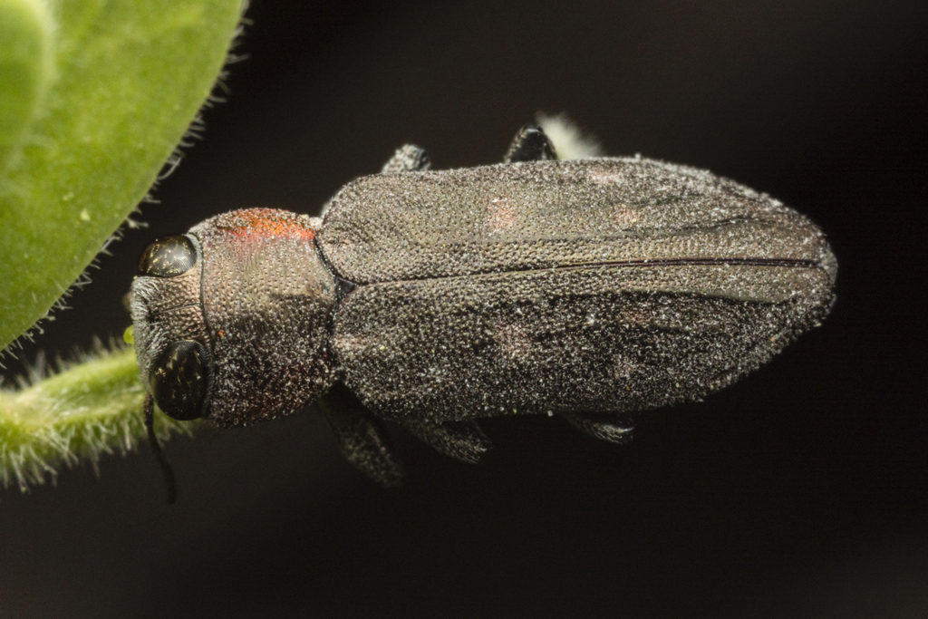 Chrysobothris lateralis