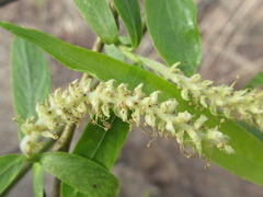 Salix pierotii