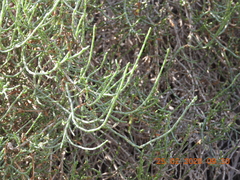 Haloxylon salicornicum
