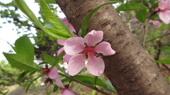 Prunus davidiana