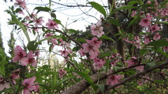 Prunus davidiana