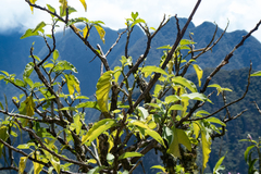 Brugmansia arborea