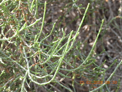 Haloxylon salicornicum