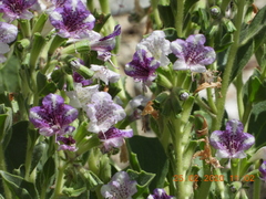 Hyoscyamus muticus