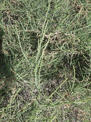 Haloxylon salicornicum