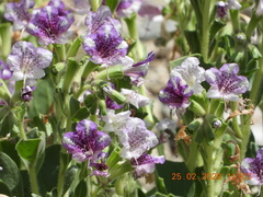 Hyoscyamus muticus