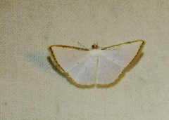 Leuciris fimbriaria