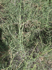 Haloxylon salicornicum