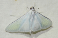 Palpita flegia