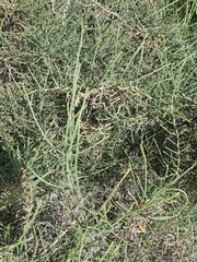 Haloxylon salicornicum
