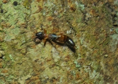 Forficuloidea