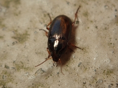 Amara familiaris