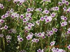 Hyoscyamus