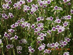 Hyoscyamus