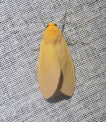 Pareuchaetes insulata