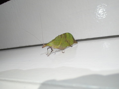 Leptoderes ornatipennis