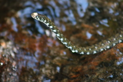 Hebius flavifrons