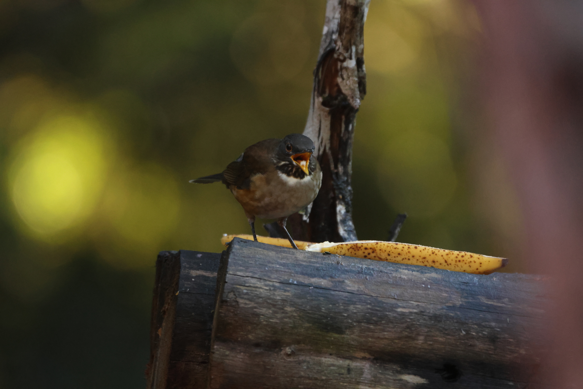 White-necked Thrush (Turdus albicollis), photo 3