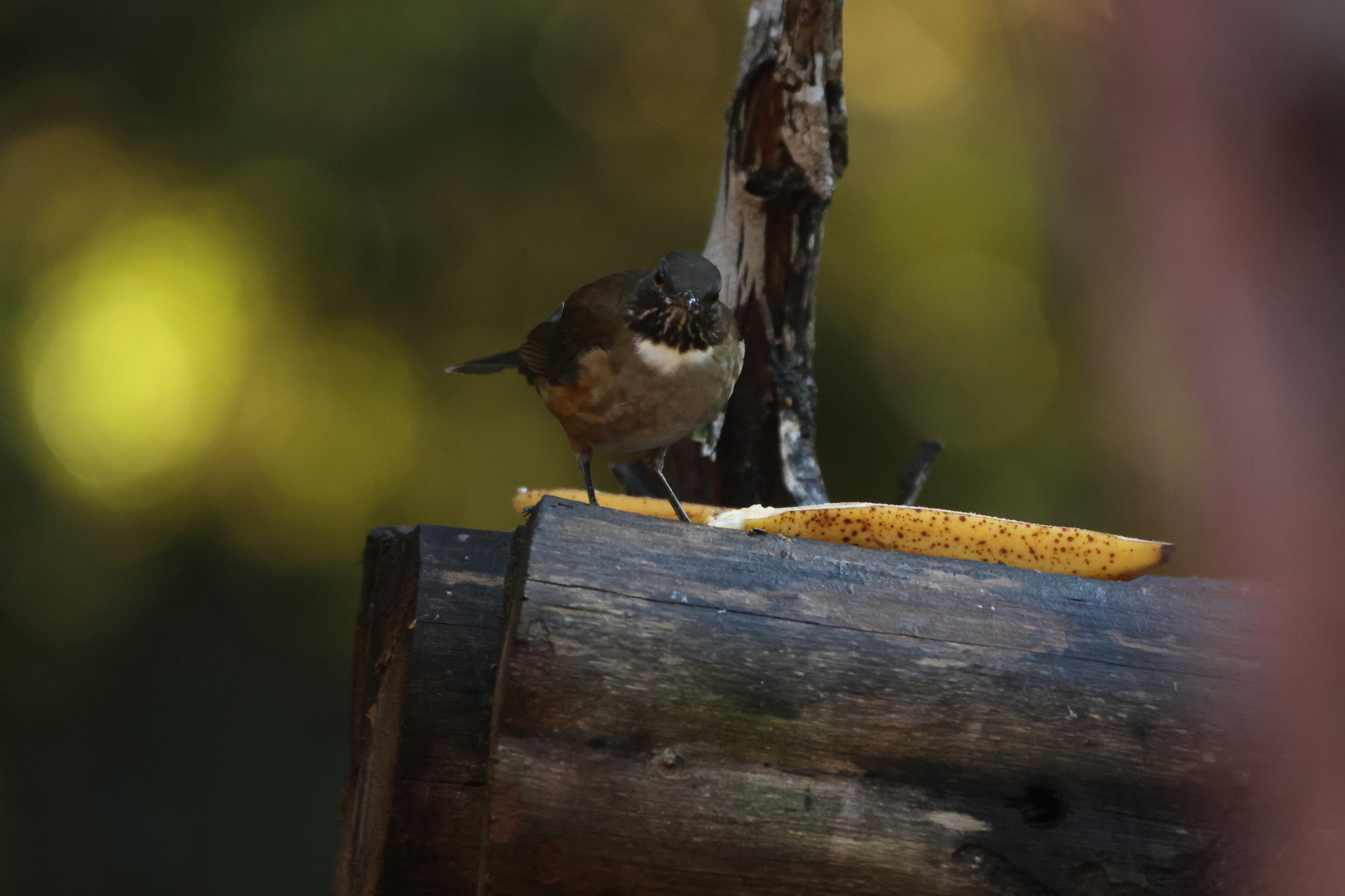 White-necked Thrush (Turdus albicollis), photo 4