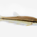 Rhinichthys atratulus - Photo (c) Brian Gratwicke, algunos derechos reservados (CC BY)