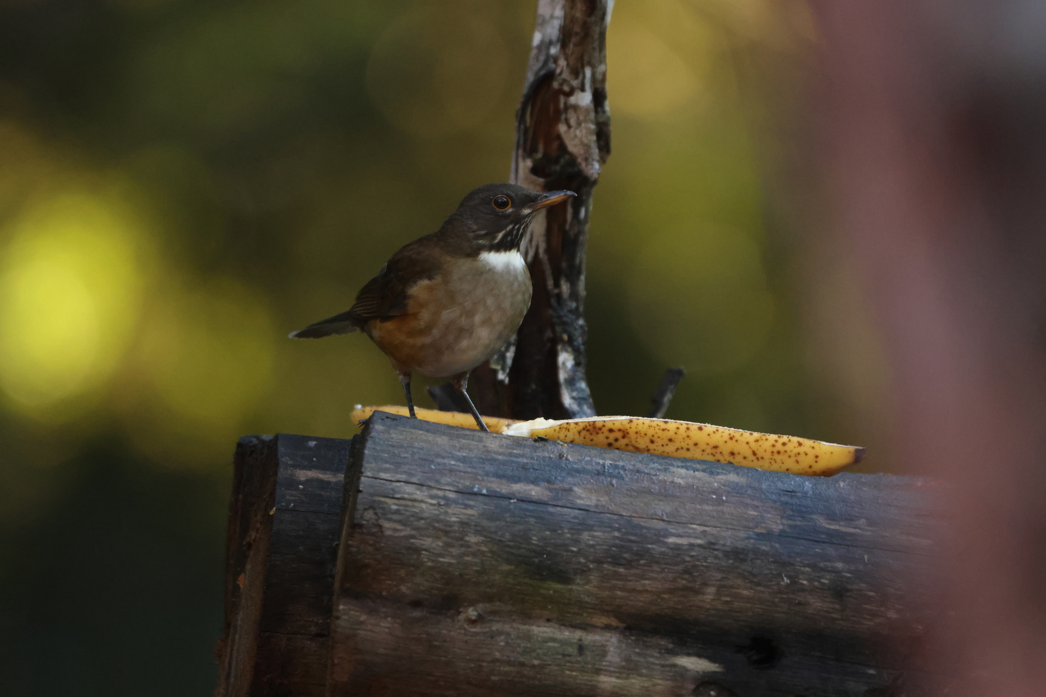White-necked Thrush (Turdus albicollis), photo 5