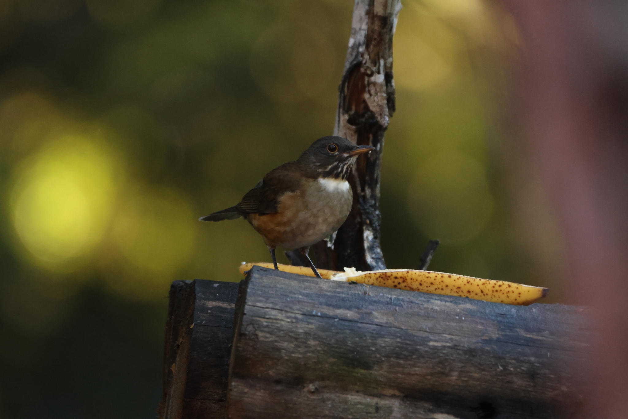 White-necked Thrush (Turdus albicollis), photo 6