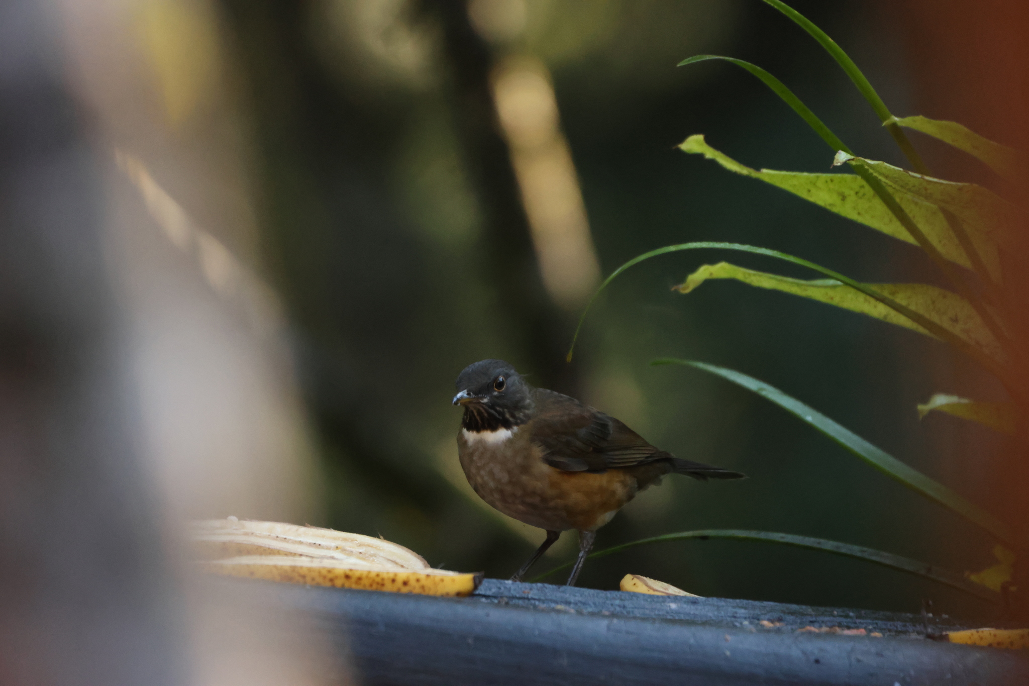 White-necked Thrush (Turdus albicollis), photo 7