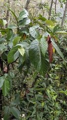 Ficus semicordata