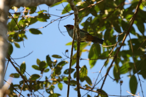 Black-backed Tanager (Stilpnia peruviana), photo 2